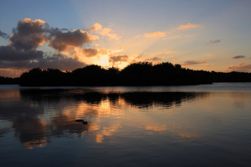 Fototapeta na wymiar American Alligator, Alligator mississippiensis, in Paurotus Pond in Everglades National Park, Florida, at sunset