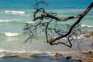 Branches of the tree filed Go to the sea