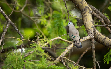 Emerald-Spotted Dove on a branch