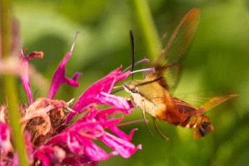 Hummingbird moth visiting a red bergamot flower in Connecticut.