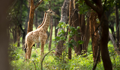Baby giraffe in the forest © Andrea Capranico