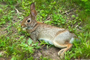 Naklejka na ściany i meble New England cottontail rabbit in South Windsor, Connecticut.