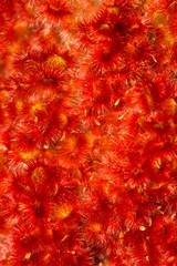 Red berries of staghorn sumac in South Windsor, Connecticut.