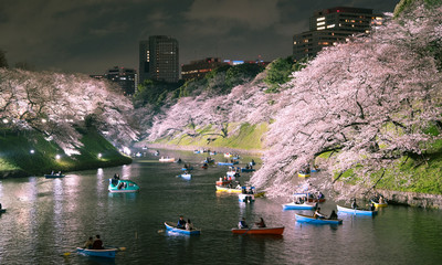 Obraz premium Fosa Chidorigafuchi z Sakurą nocą, Tokio, Japonia Chidorigafuchi nocny kwiat wiśni i łódka