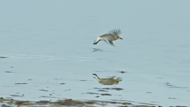 Sandpiper shorebird walking on wet sand at low tide &permil;&Ucirc;&Oacute; starts flying in slow-motion