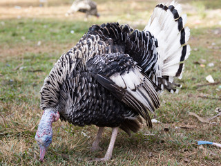 Organic Turkey farming in Rural