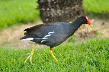 Polla de agua en el jardín 1