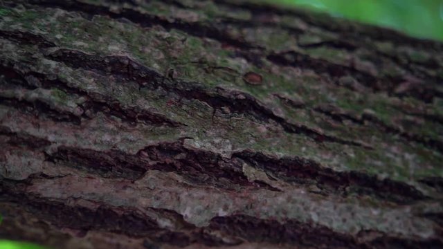 Tree trunk texture detail with algae formation, out in the mother nature wilderness 
(sliding shot)