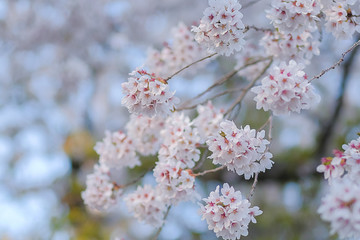 beautiful pink cherry blossom or sakura blooming  in the garden