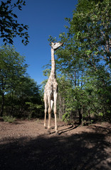 Giraffe eating treetops
