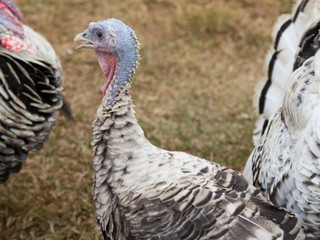 Organic Turkey farming in Rural