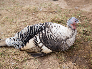Organic Duck Farming in rural