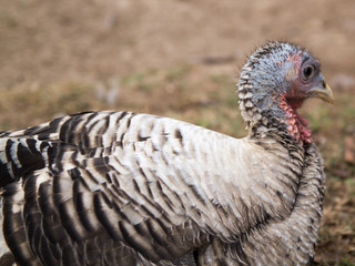 Organic Turkey farming in Rural