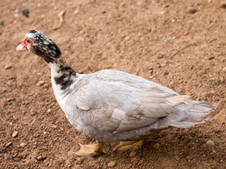 Organic Duck Farming in rural