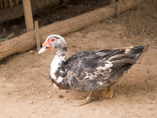 Organic Duck Farming in rural
