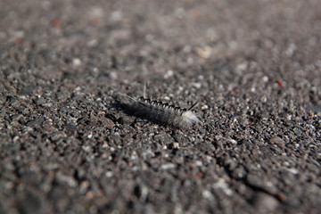 Caterpillar