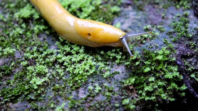 Side angle close up of a banana slug traveling down the side of a rock in the Santa Cruz mountains near the Mystery Spot.