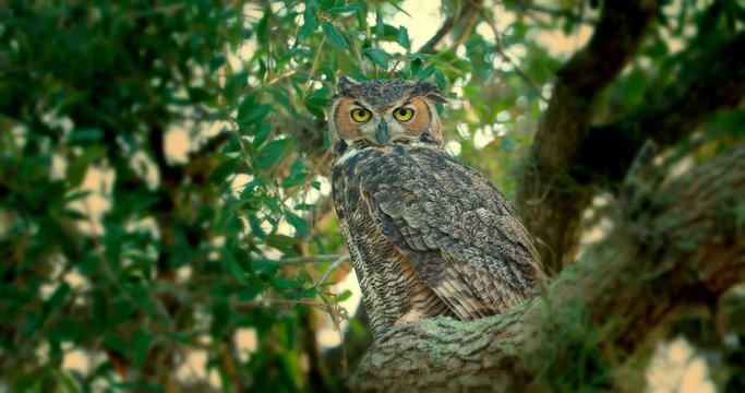 Great Horned Owl with big eyes looking directly at camera.