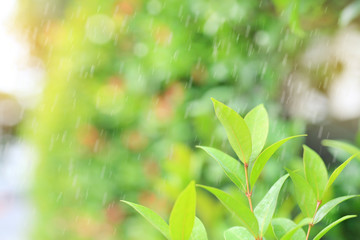Fototapeta premium Fresh young green tree top leaf on blurred background in the summer garden with raining and rays of sunlight. Close-up nature leaves in field