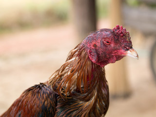 Fight Cock Chicken Farming