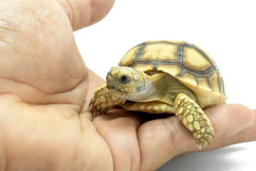 Small turtle on the hand isolated on a white background. File contains with clipping paths so it is easy to work.