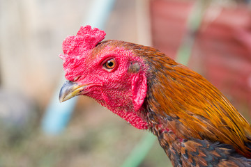 Fight Cock Chicken Farming