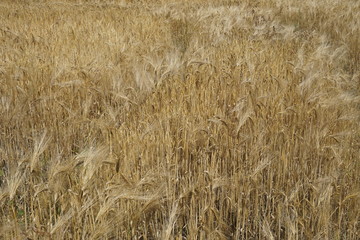 field of wheat
