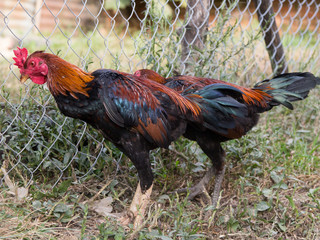 Fight Cock Chicken Farming