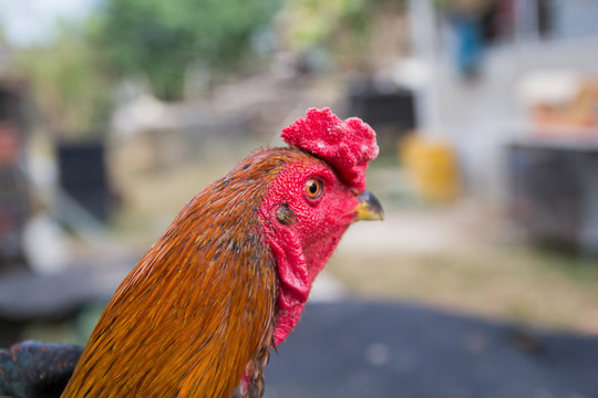 Fight Cock Chicken Farming