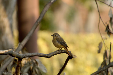 枯れ木の枝にとまったジョウビタキ（メス）
