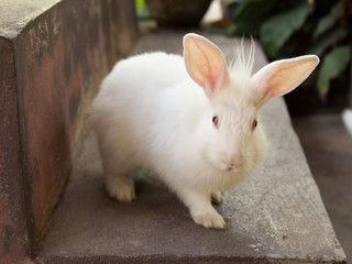 White Rabbit With Happy Feeling