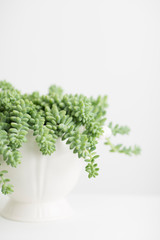 Succulent in White Vintage Pottery