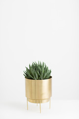 simple cactus in a brass pot