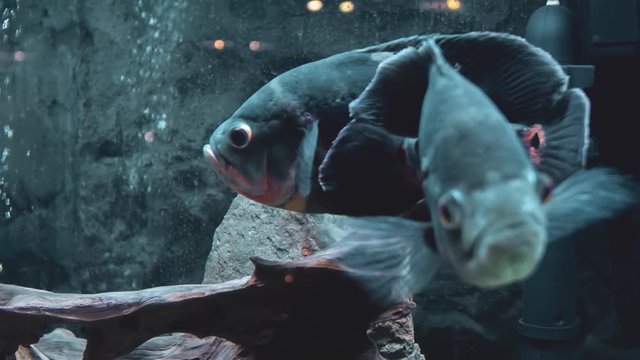 Two fish in aquarium