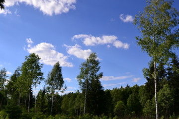Summer forest.