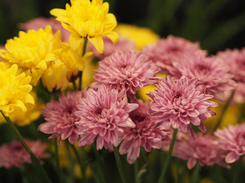 Pink Yellow Flower African DaisyTransvaal Daisy Gerbera aurantirca perennial herbs ligulate anther pollen grain