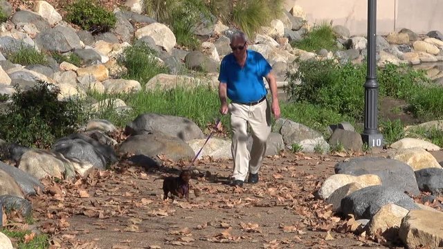 Senior man walking dog