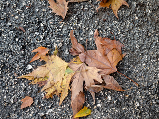 Autumn leaf fall. Yellow dry leaves on the asfalt. Colors of autumn.