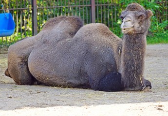 View of a Bactrian camel with two humps
