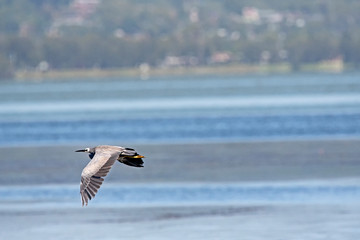 Blue Heron in flight