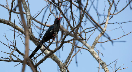 bird on branch zambia