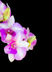Purple orchid flower isolated on black background. beautiful flower.