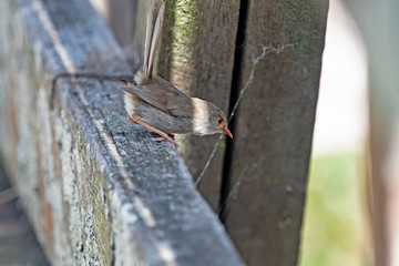 Female fairy wren