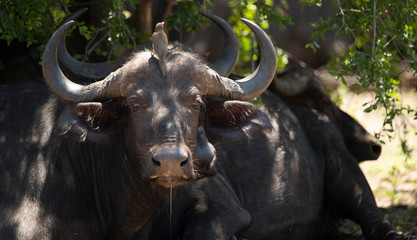 Fototapeta premium buffalo in the wild zambia