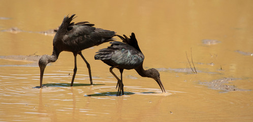 Glossy ibis in a swamp zambia