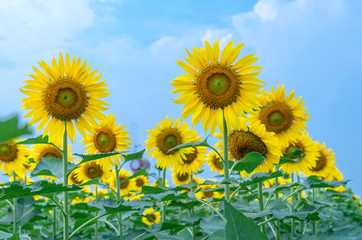 Fototapeta premium Close up of sunflower fields with blooming flowers like the sun shining in organic farms
