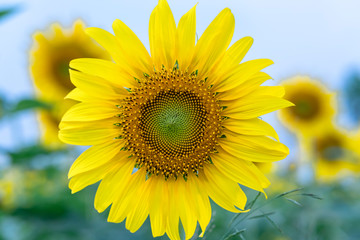 Close up of sunflower fields with blooming flowers like the sun shining in organic farms