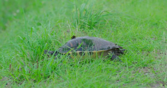 Turtle slowly walking through tall grass