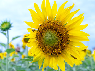 Obraz premium Close up of sunflower fields with blooming flowers like the sun shining in organic farms