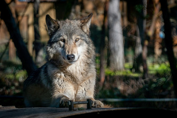 Grey wolf resting on a warm winter day at an animal sanctuary in Southern Oregon